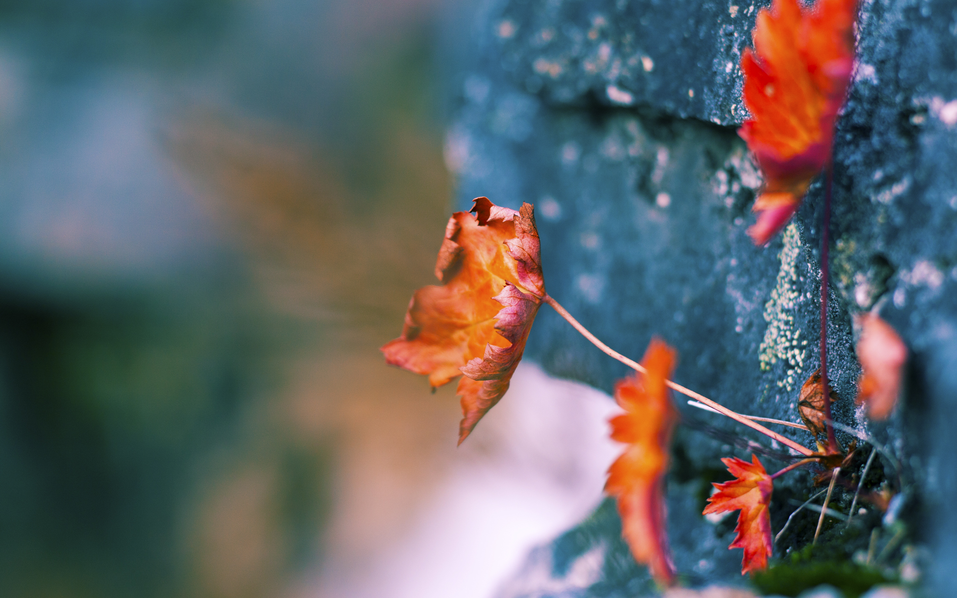 云达不莱梅遭遇失利,积分榜下滑,云达不莱梅微博