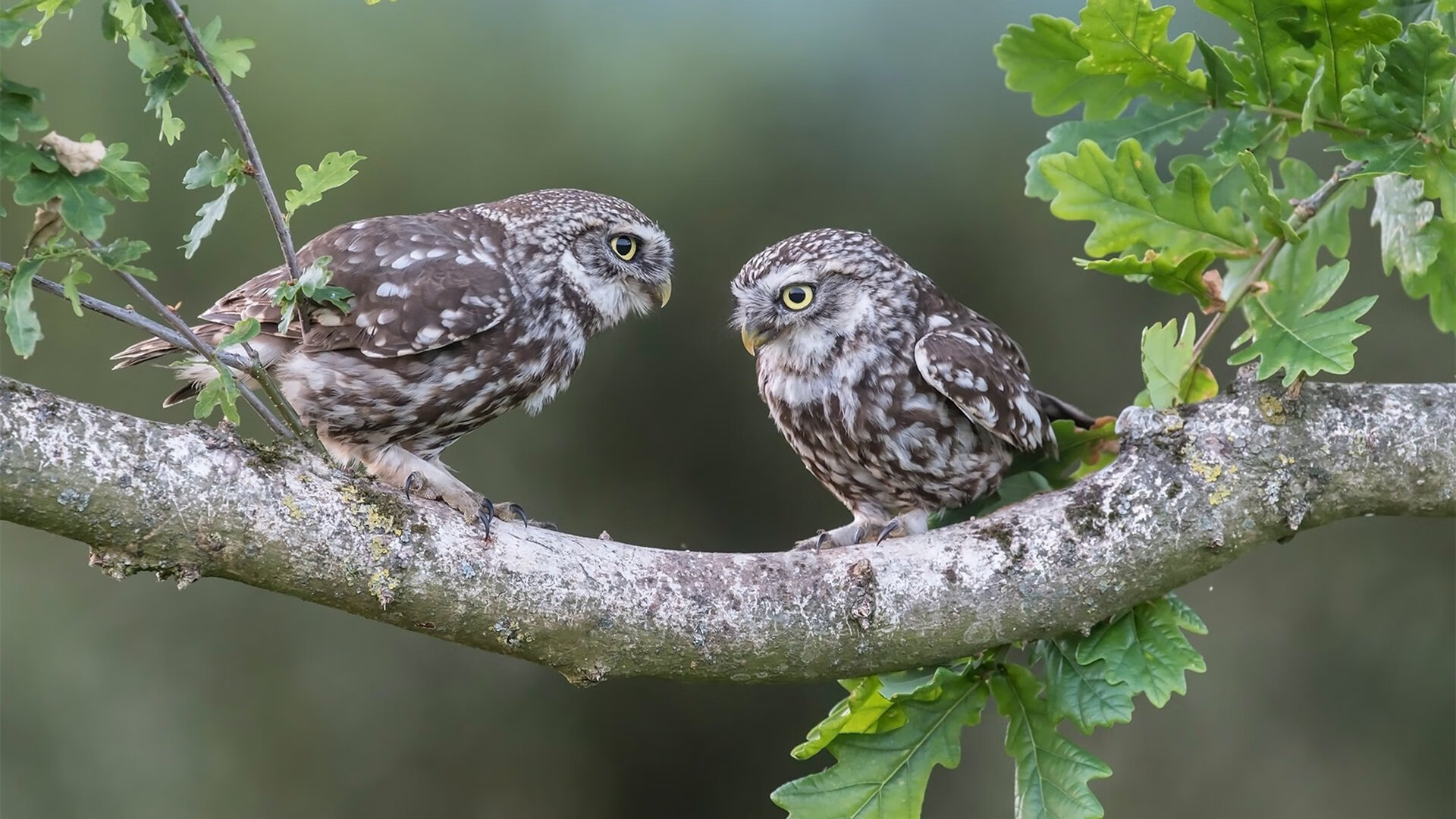 伯恩利遭遇主场失利，球队连续三场未能取胜，战绩受到质疑，伯恩利引援