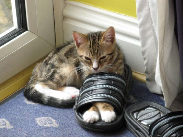 北美CS_GO战队再创世界纪录,美国的csgo战队