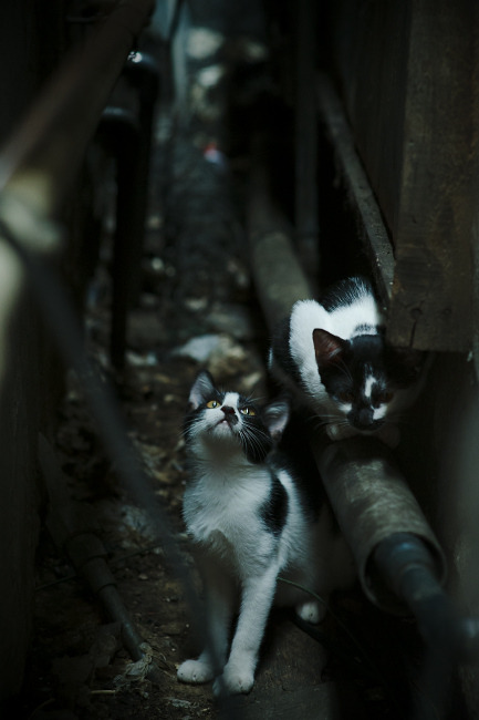 塞维利亚主场大捷,实现全面胜利,塞维利亚球场