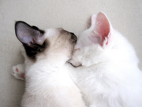 射手精彩进球助力球队晋级杯赛，射手比赛