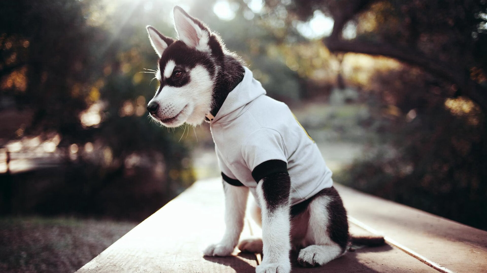 爱游戏体育-巴萨主场3-0战胜皇家社会，进攻火力全开