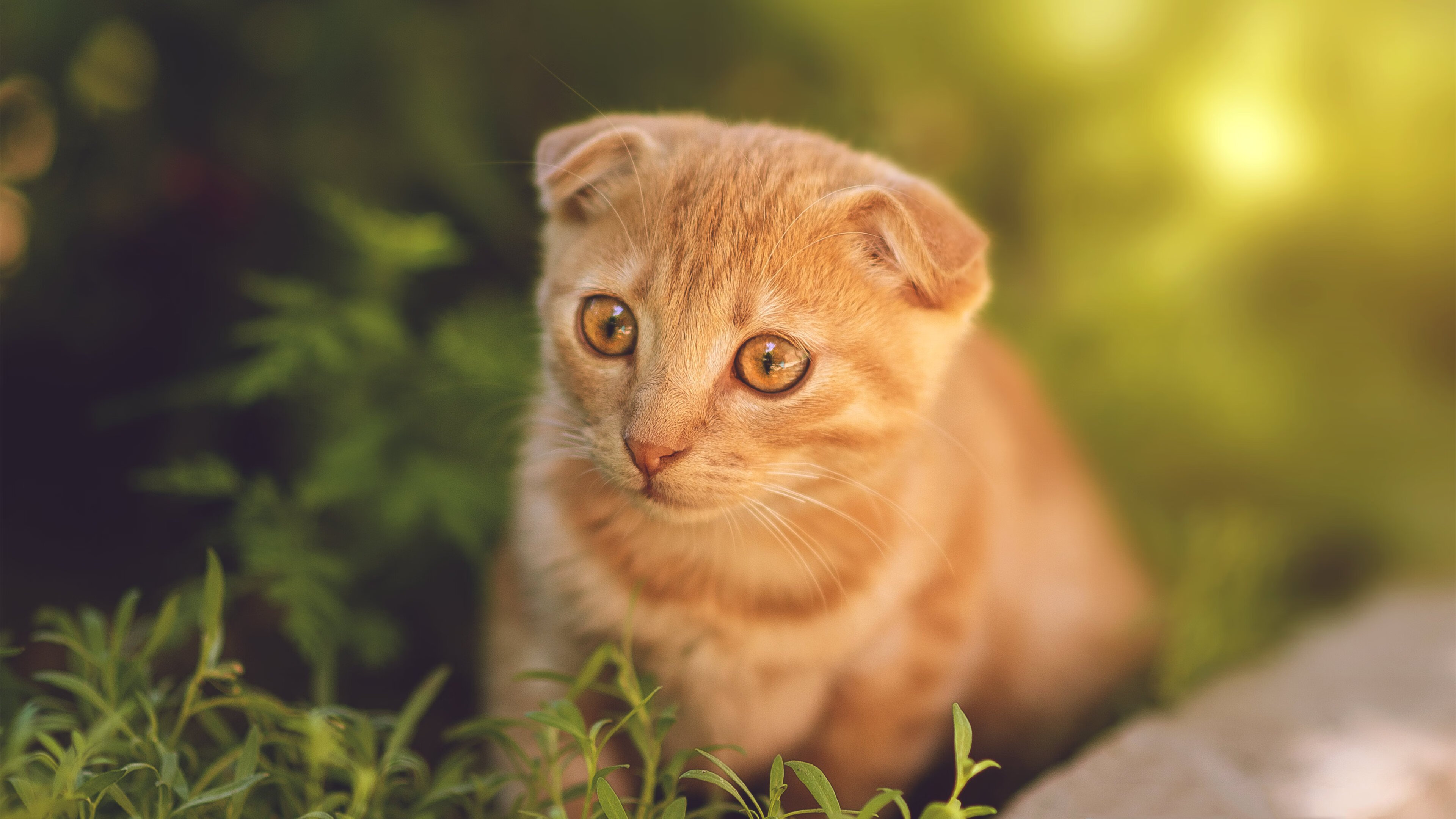 巴黎憾败于切尔西，遗憾告别欧冠，巴黎憾败于切尔西,遗憾告别欧冠