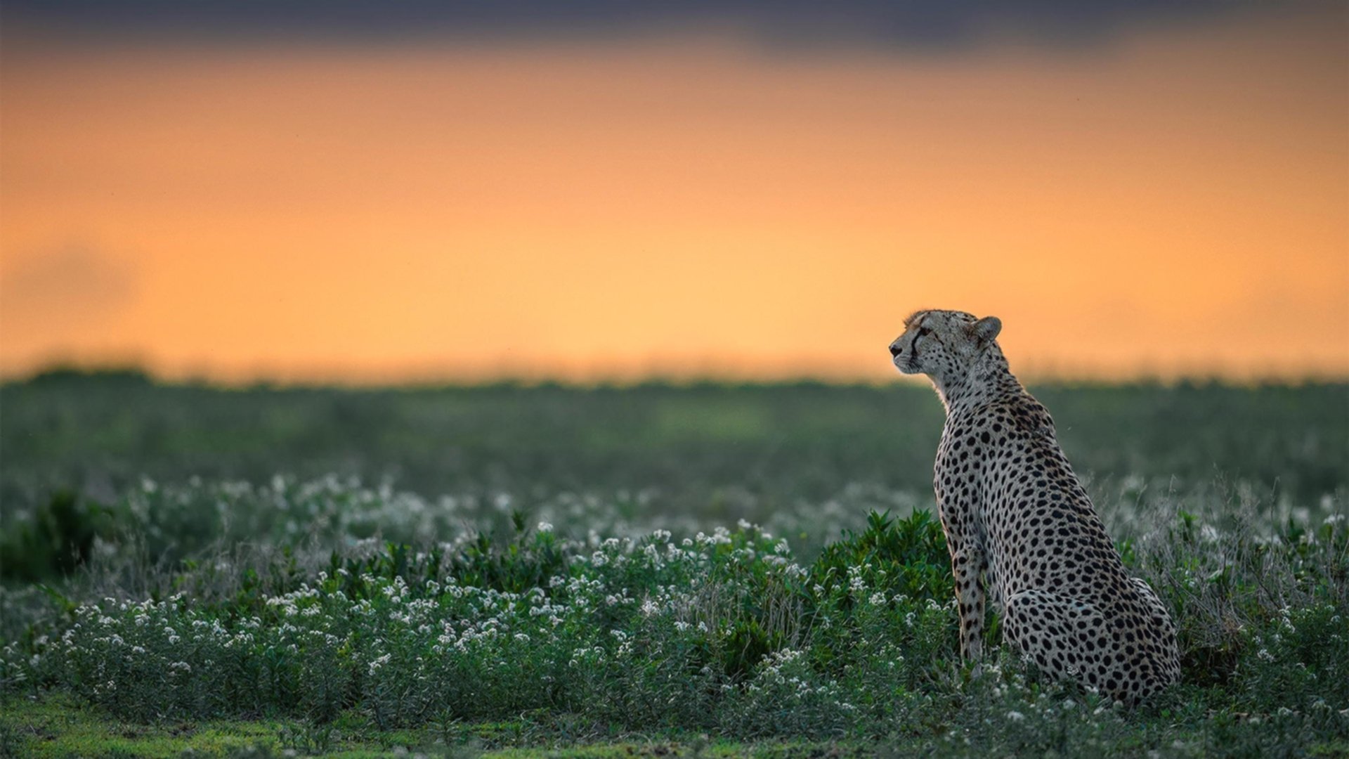 快船防守反击战术效果显著