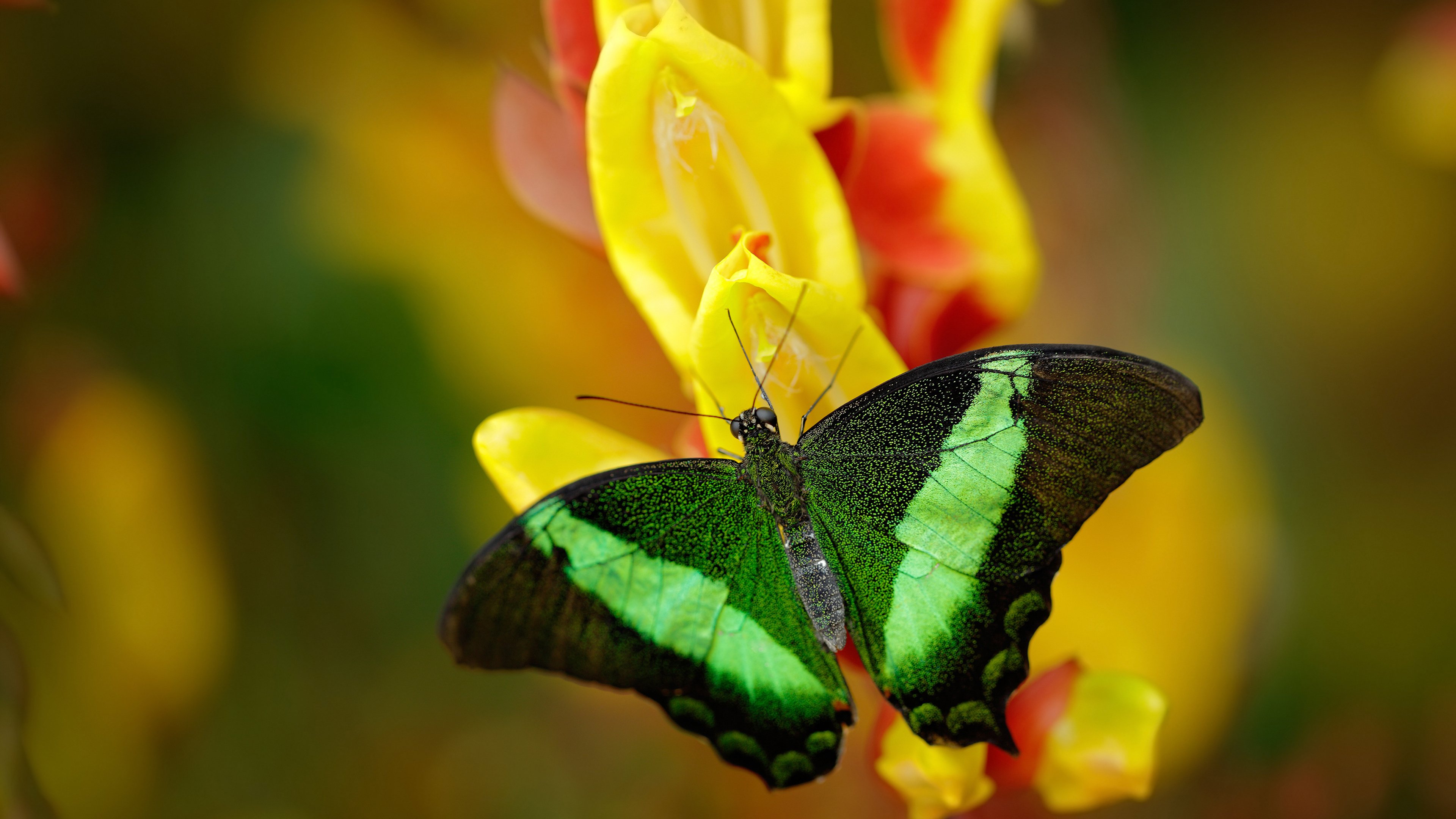 掘金二线队球员连续得分，02赛季掘金战绩