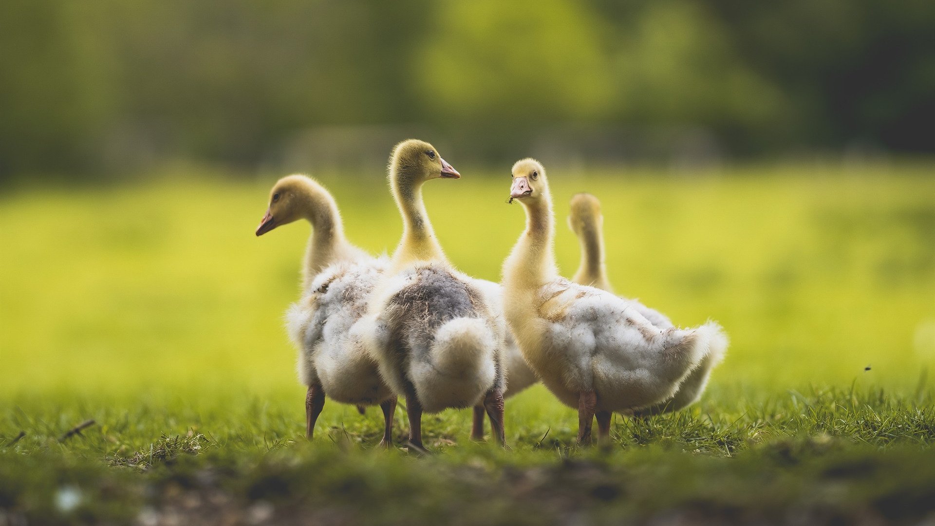 斯科达重申意大利梦想,那不勒斯新援展现决心,那不勒斯与莫斯科斯巴达