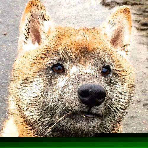 荷兰国家队后卫遭遇禁赛,球队状态下滑,荷兰现役后卫