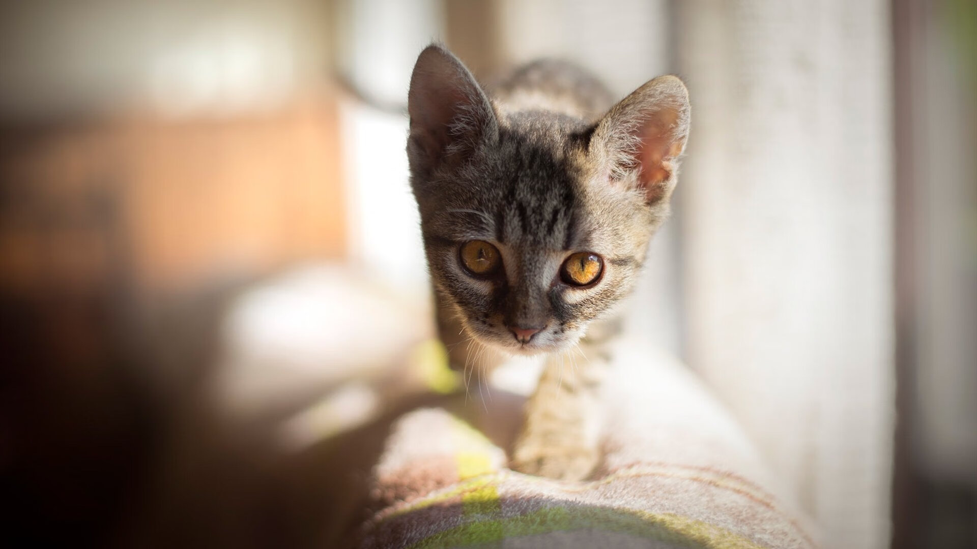 全国篮球联赛深圳队莞深德比告捷,东莞对深圳的篮球比赛