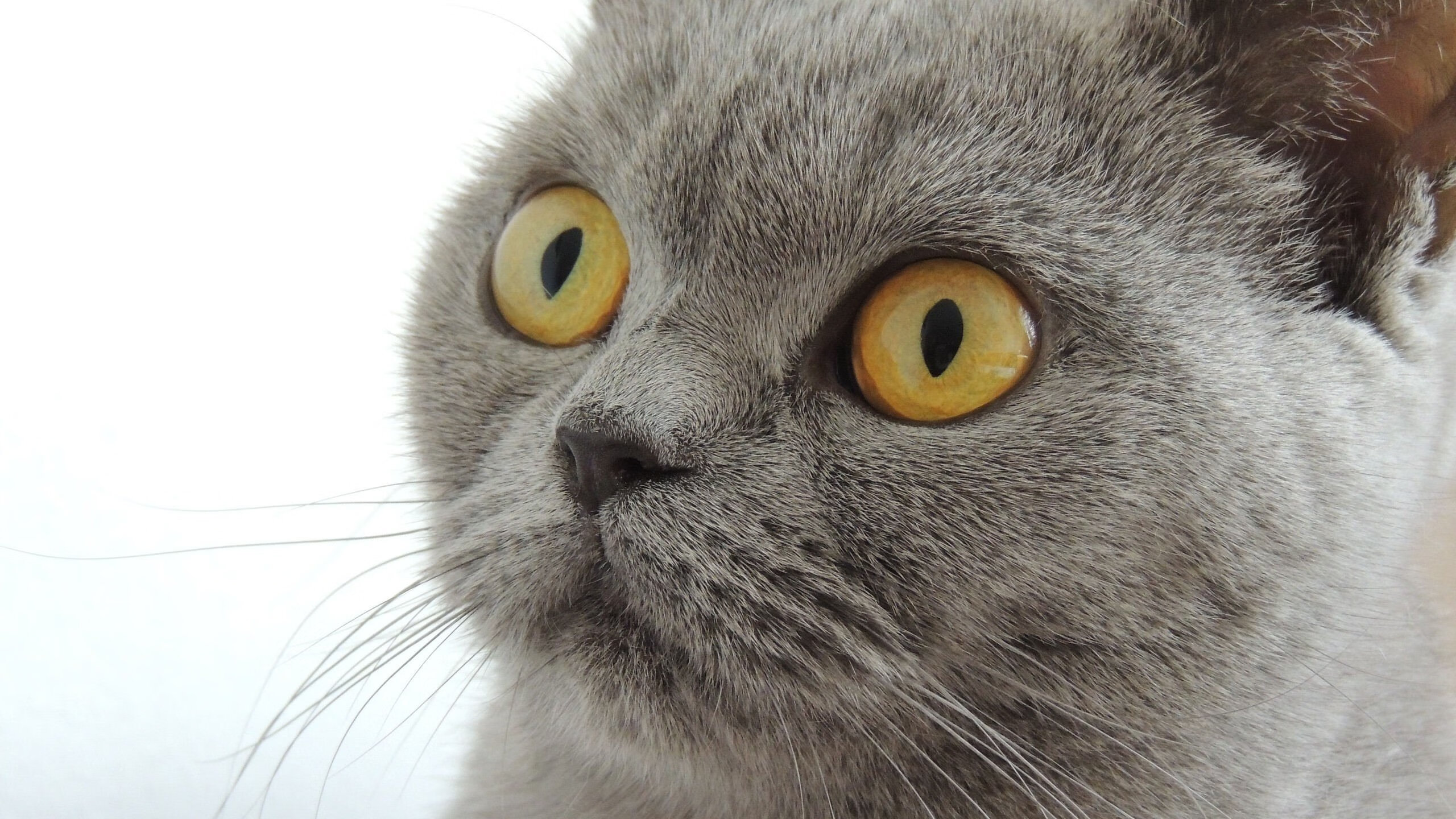 全国青少年跳水锦标赛在青岛盛大举行,全国青少年跳水锦标赛在青岛盛大举行吗