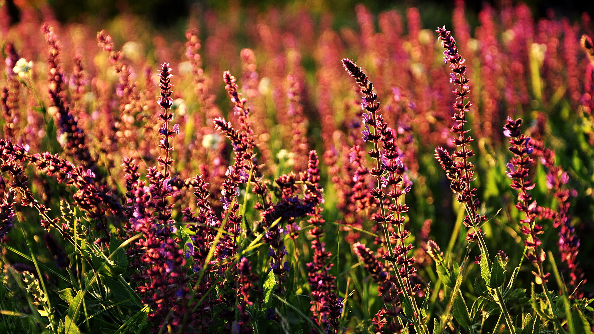 爱游戏-国家队大赛心理准备为何短板明显，竞赛国家队